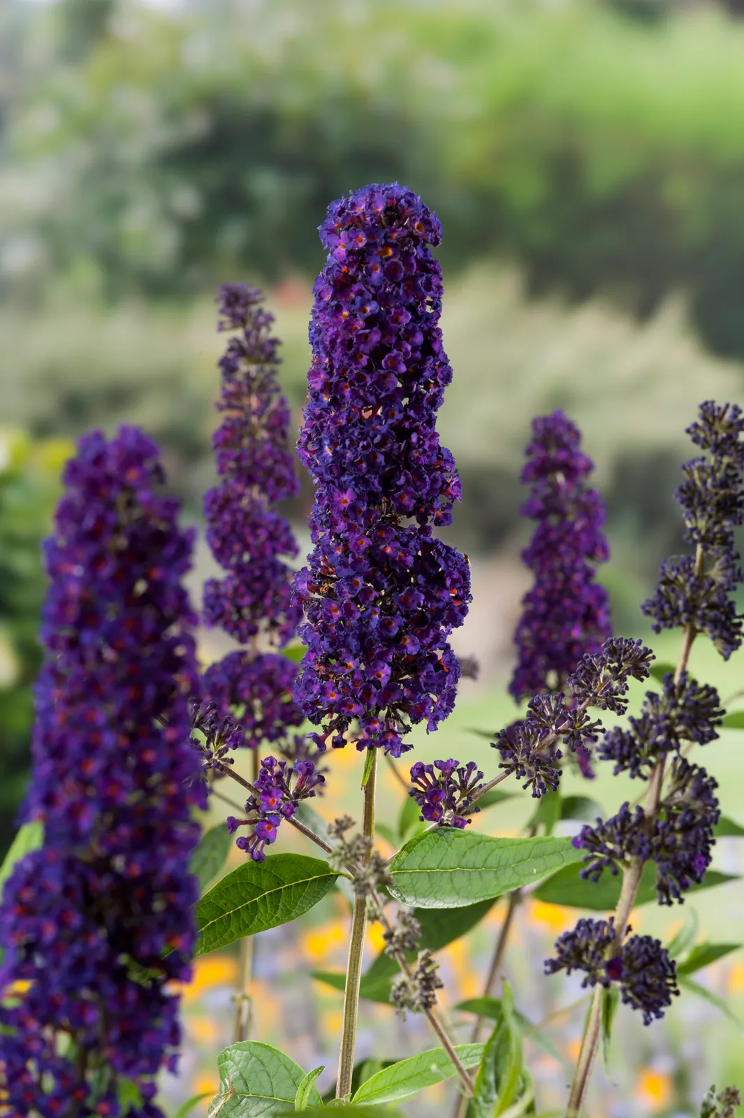 Syrenbuddleja 'Black Knight' - bild 1