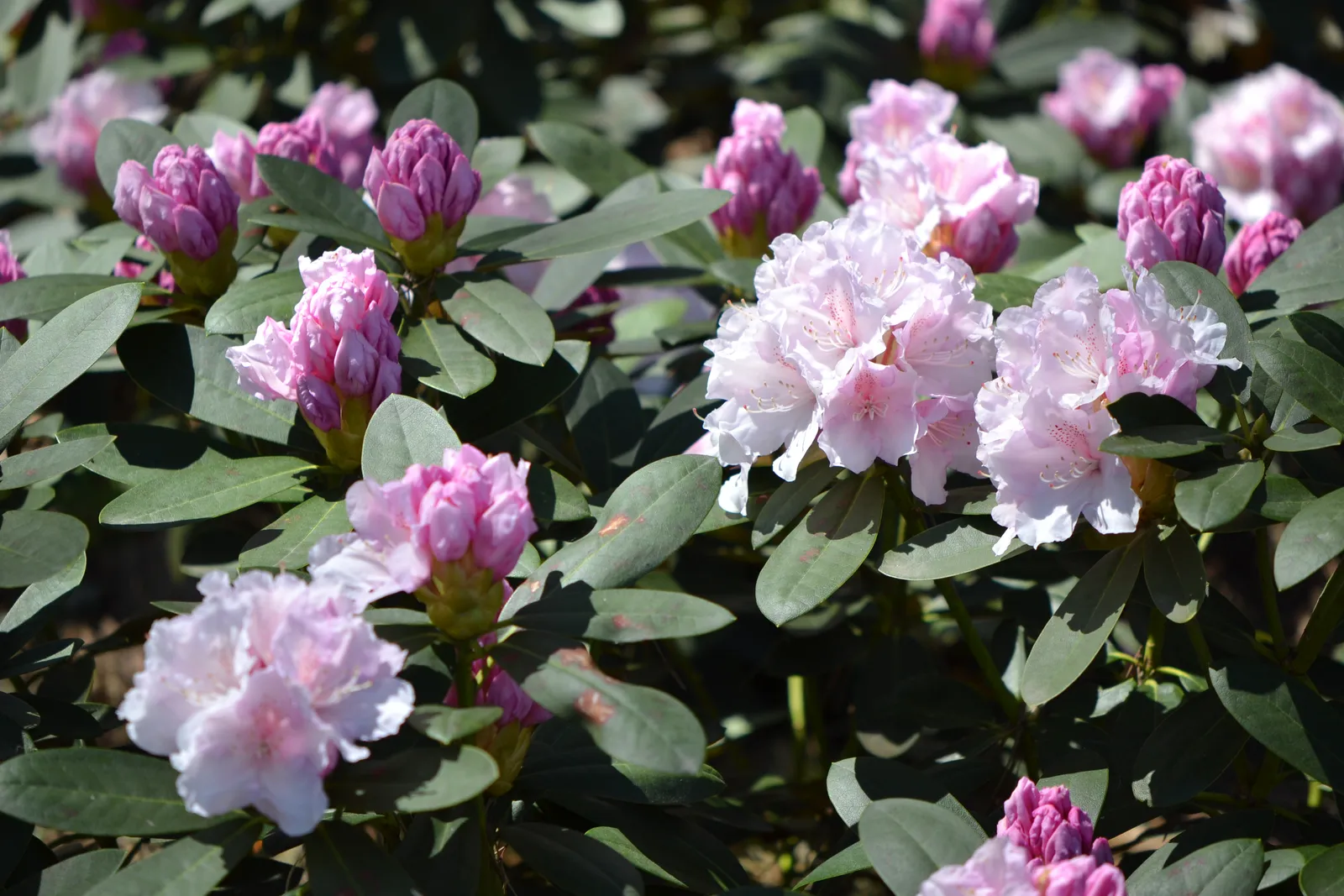 Yakushimanum-rododendron 'Schneekrone', 25-30 cm - bild 3