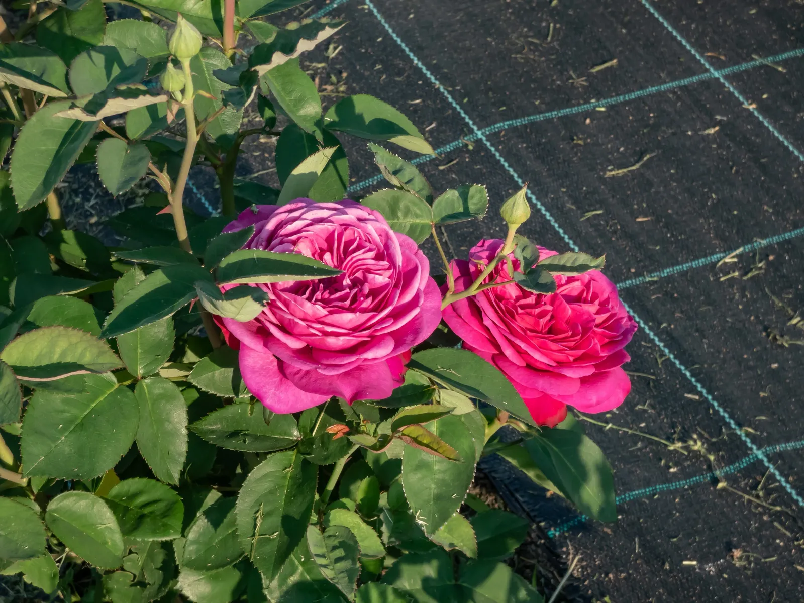 Floribundaros HEIDI KLUM ROSE ('Tan00681'PBR) - bild 2