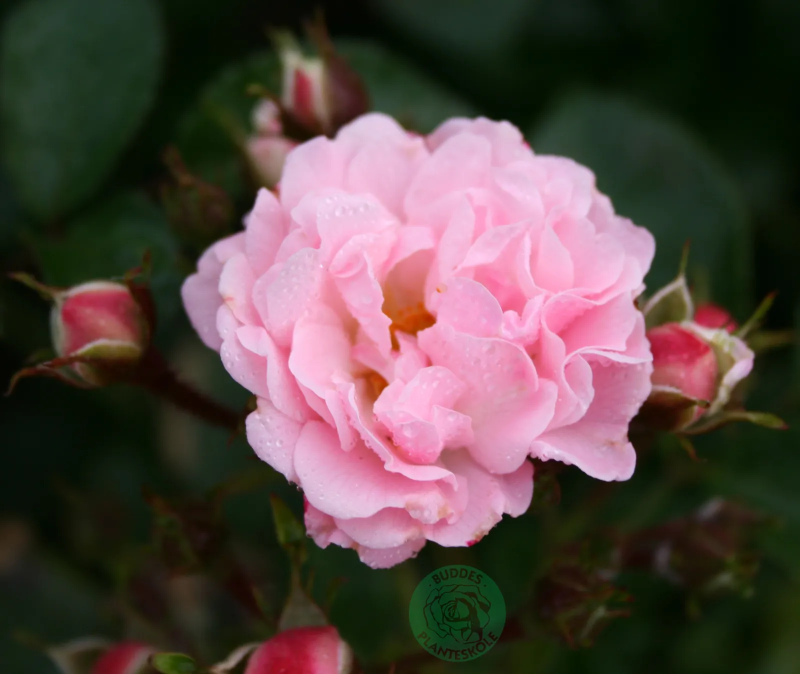Storblommig klätterros ROSENHOLM ('Poulover') - bild 1
