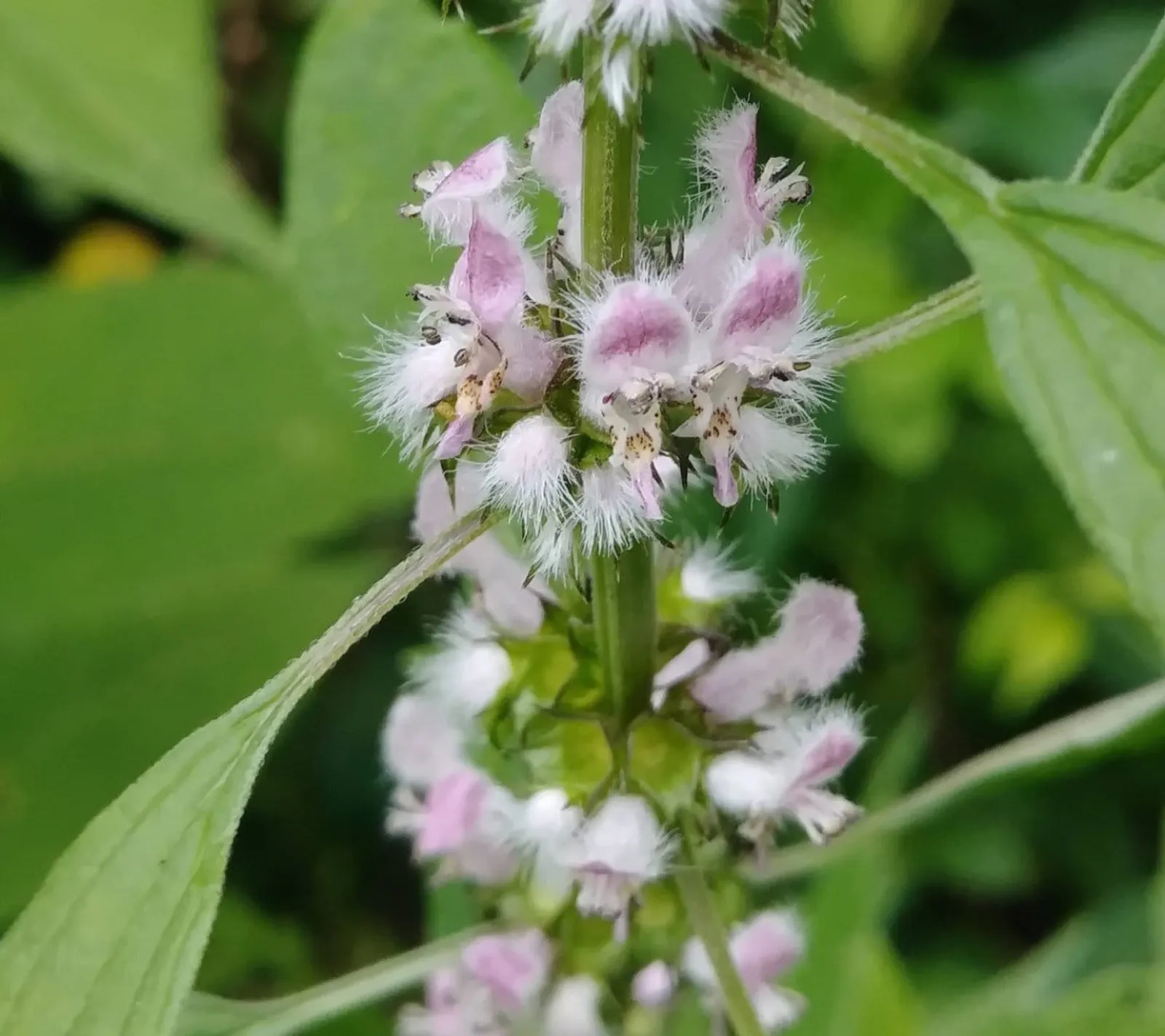 Hjärtstilla ekofrö med rosa hjärtstillablommor