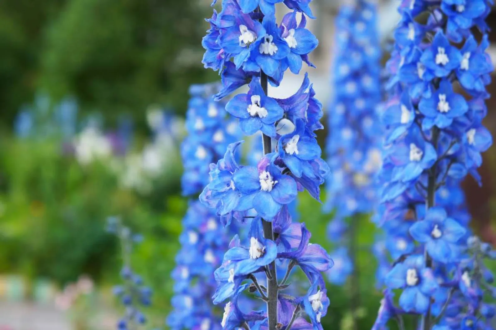 Trädgårdsriddarsporre 'Blue Bird' med klarblå blommor och vit mitt, en imponerande höjdväxt.