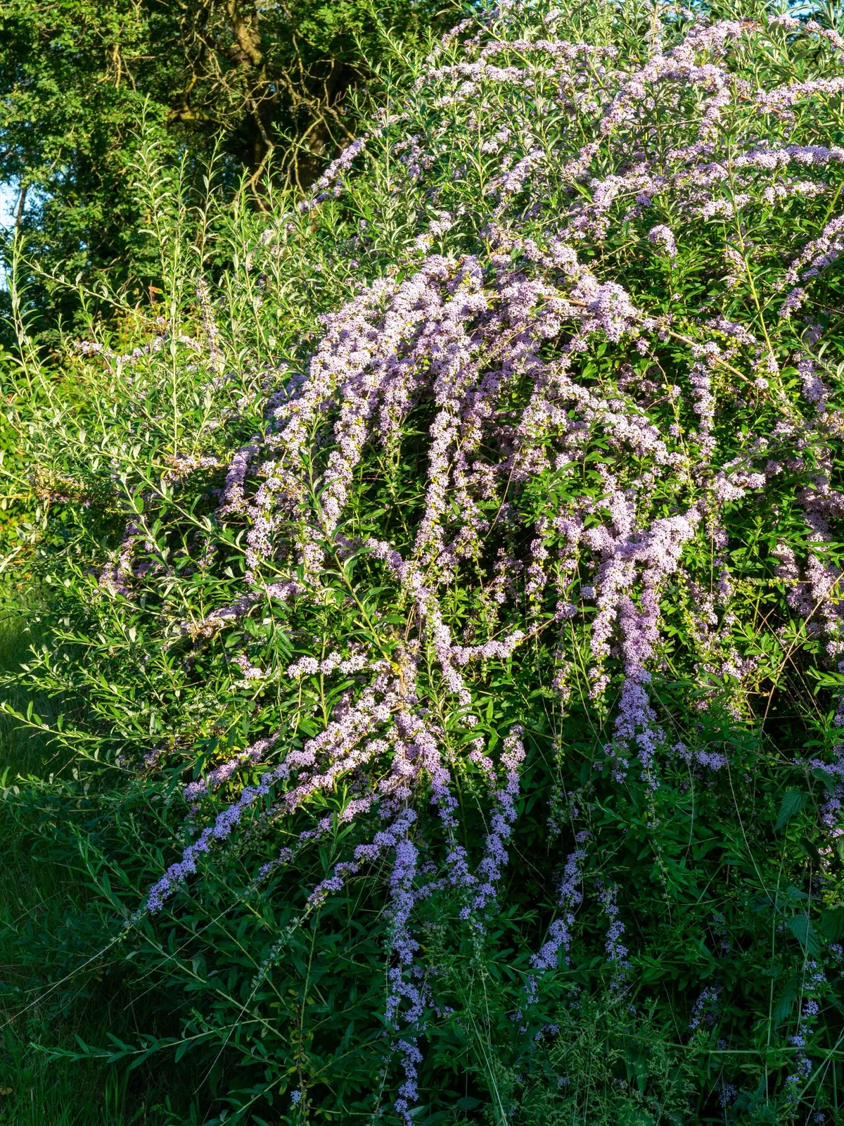 Sommarbuddleja - bild 5