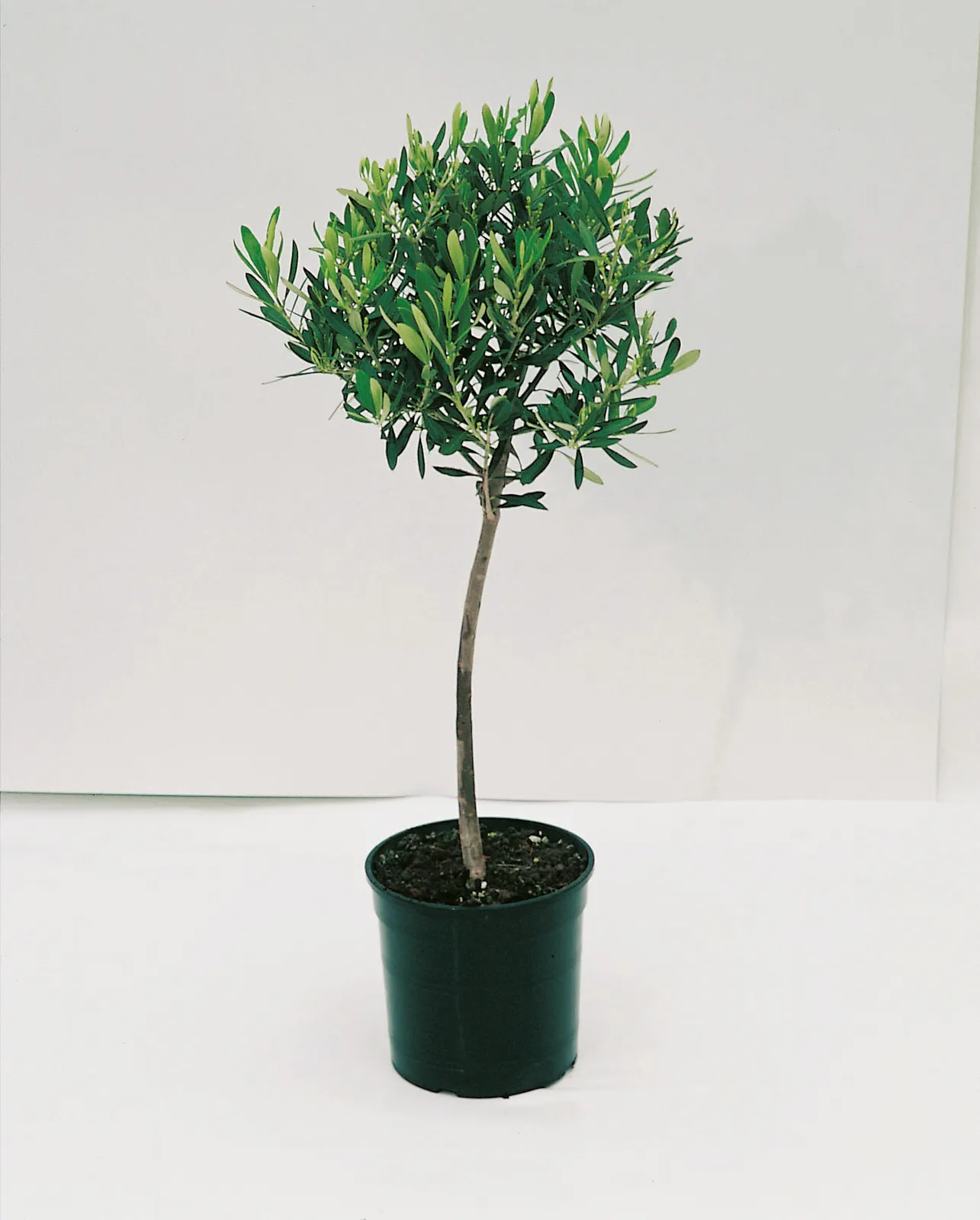 Olivträd, stam, 90/100 cm - bild 4