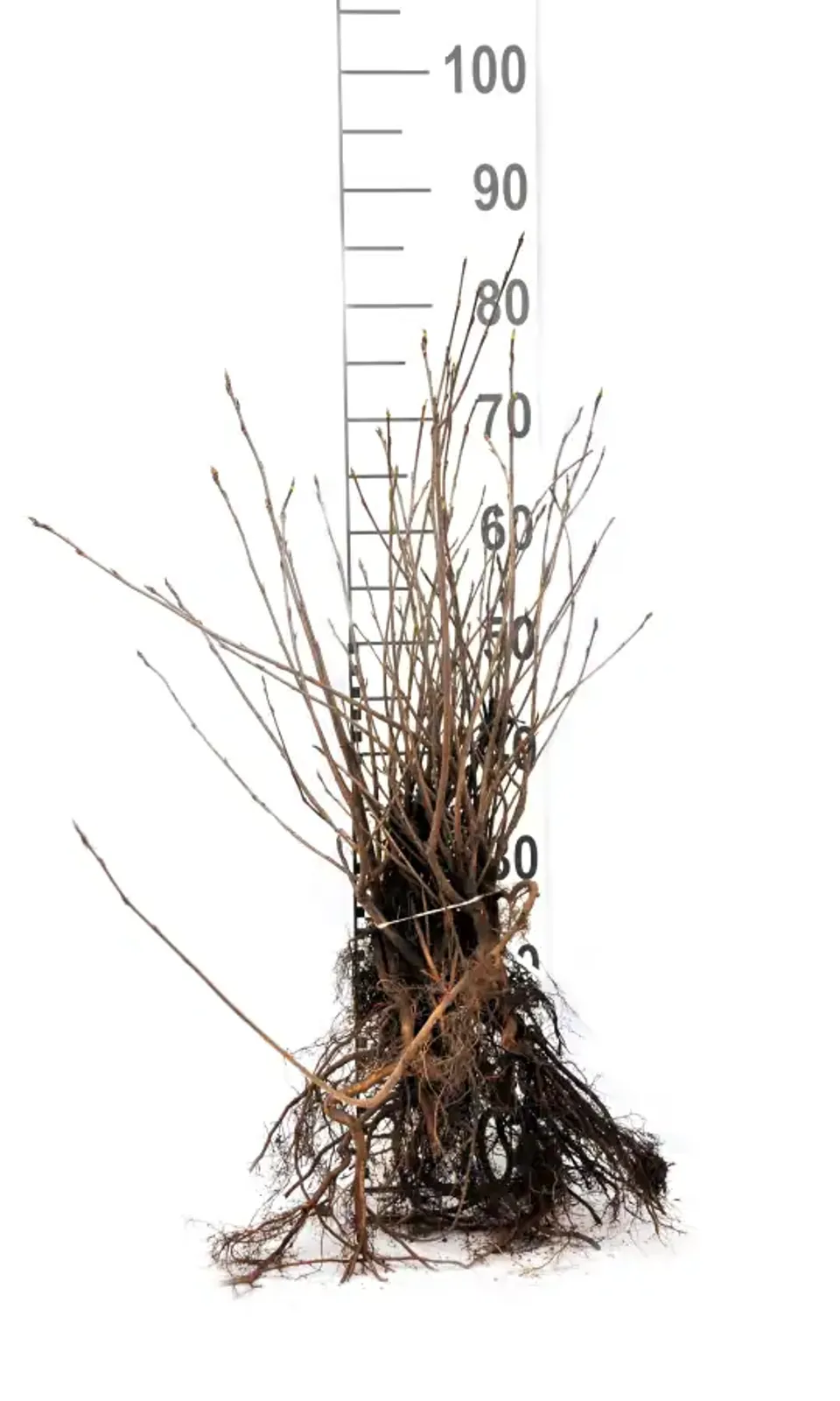 Slånaronia 'Elata', 30-50 cm — detalj 5