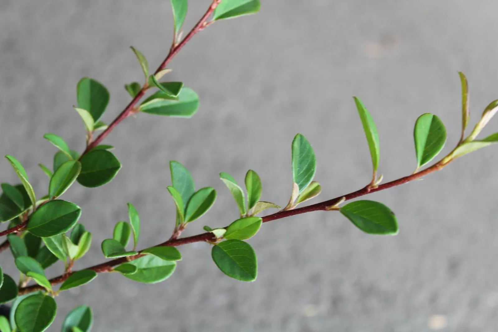 Småbladigt krypoxbär 'Eichholz', 15-30 cm — närbild