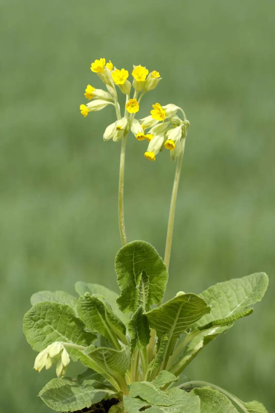 Gullviva med gula blommor i klasar, doftande vårblommande perenn för naturlika planteringar.