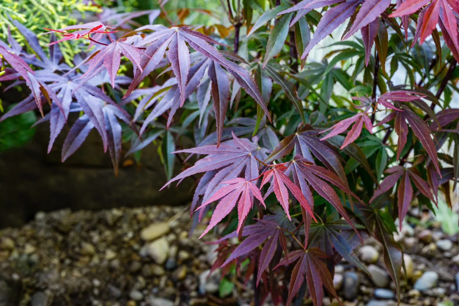 Röd japansk lönn 'Atropurpureum' - bild 5