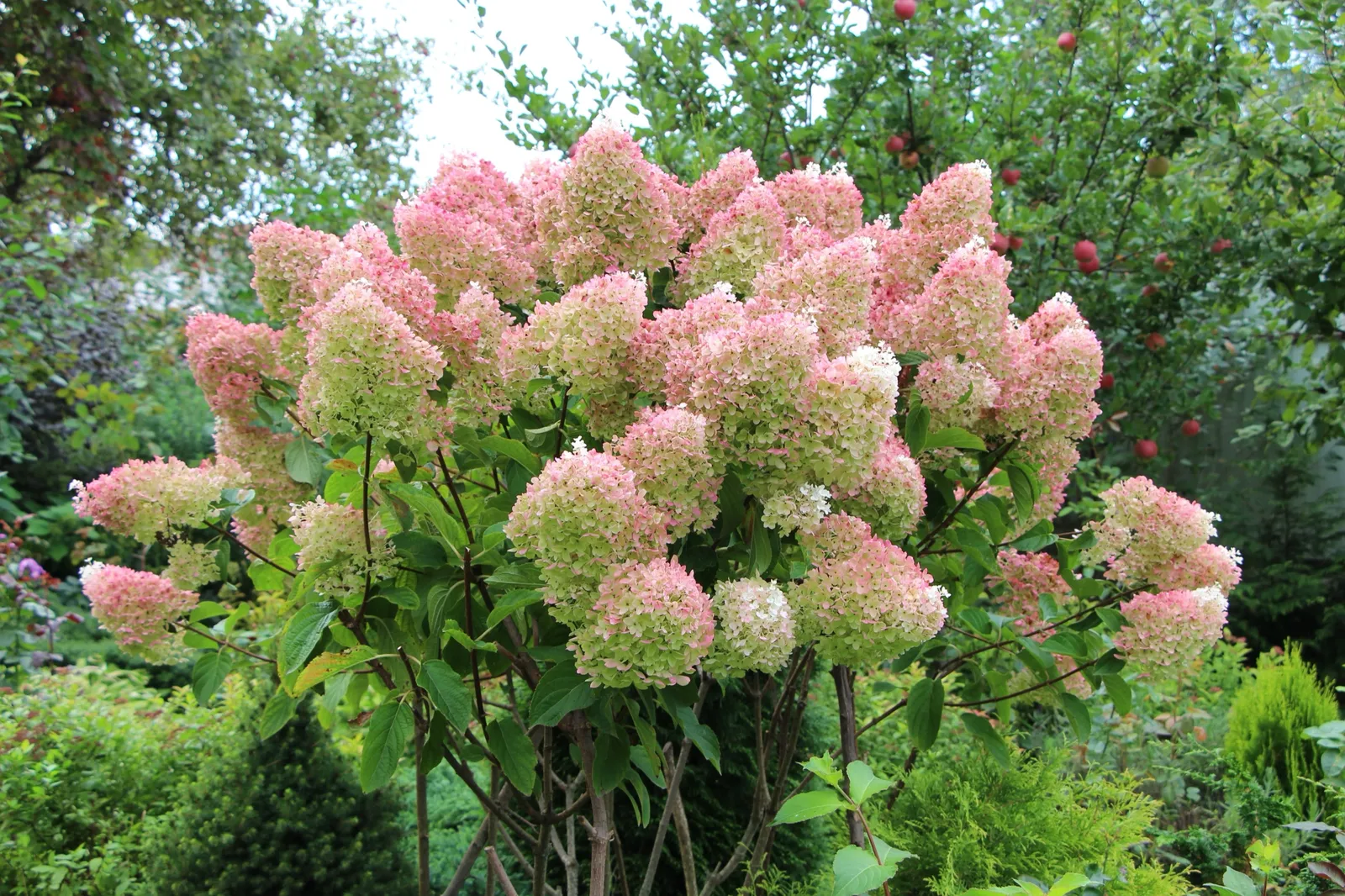 Syrenhortensia - bild 7
