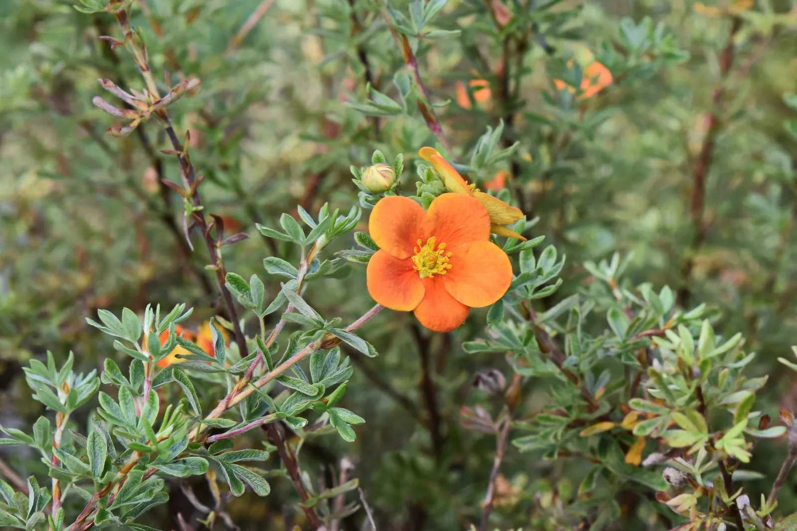 Trädgårdstok 'Hopsleys Orange' - bild 3