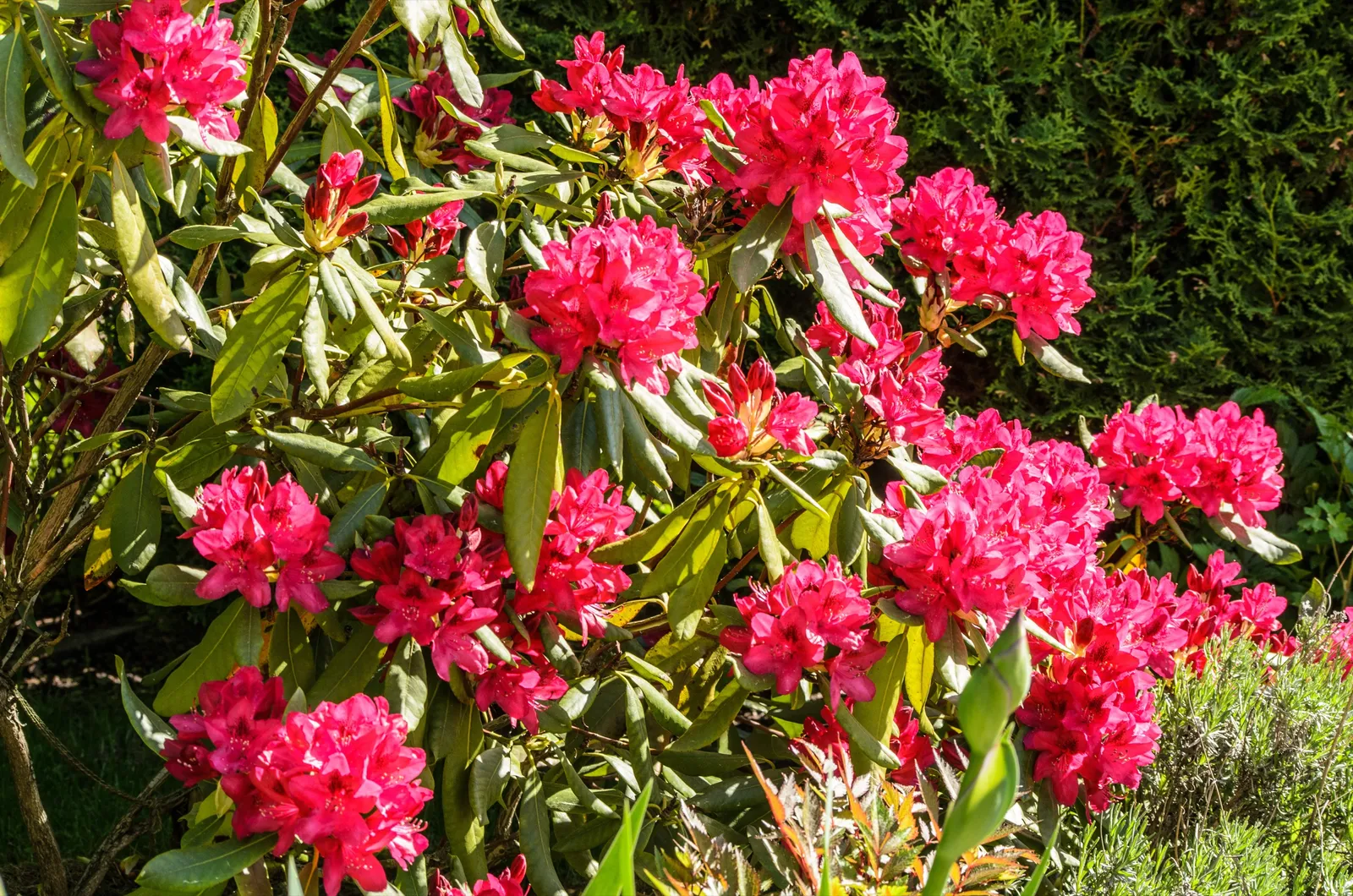 Parkrododendron 'Nova Zembla', 30-40 cm - bild 4