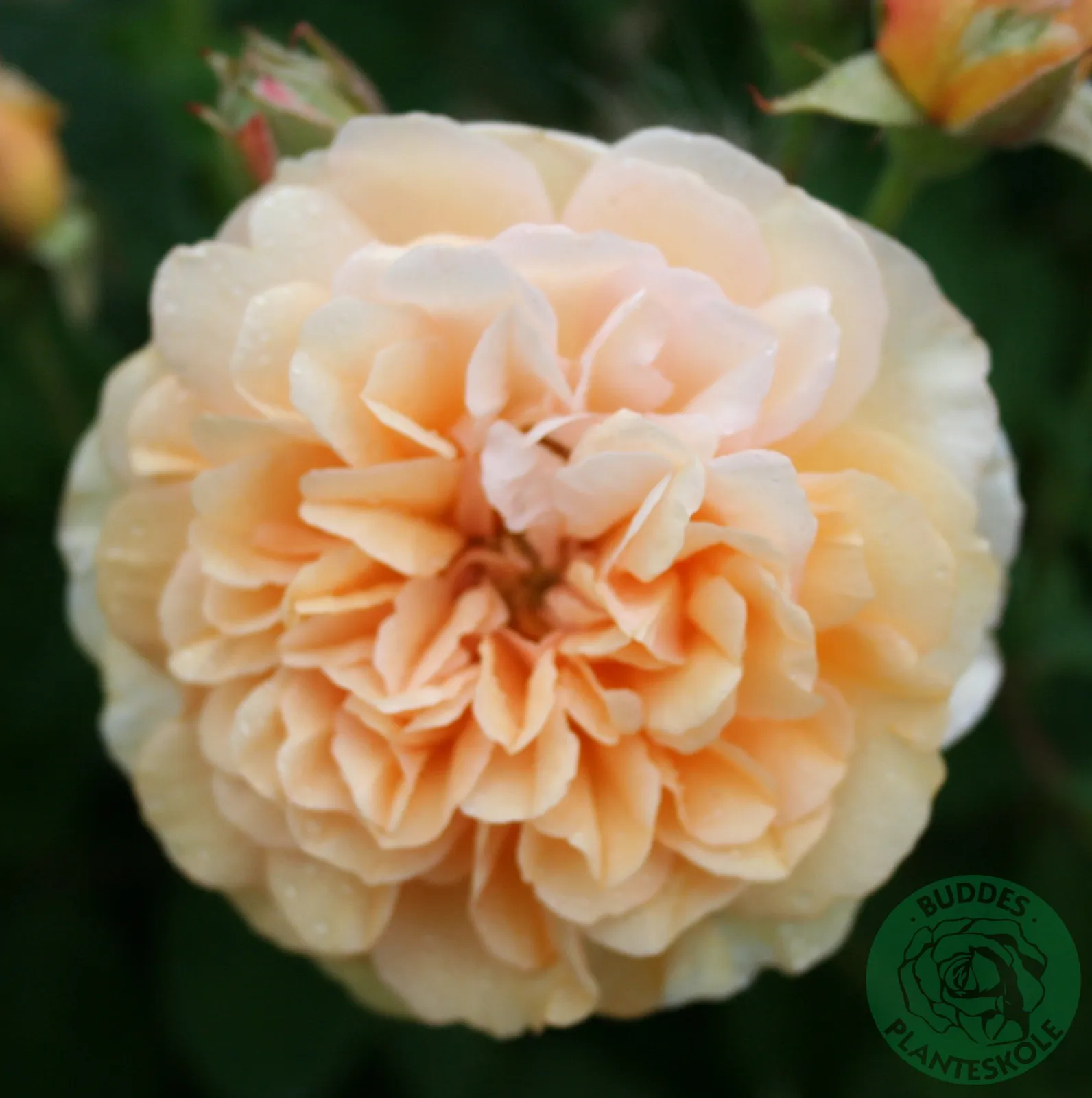 Moschata-ros 'Buff Beauty' - bild 1