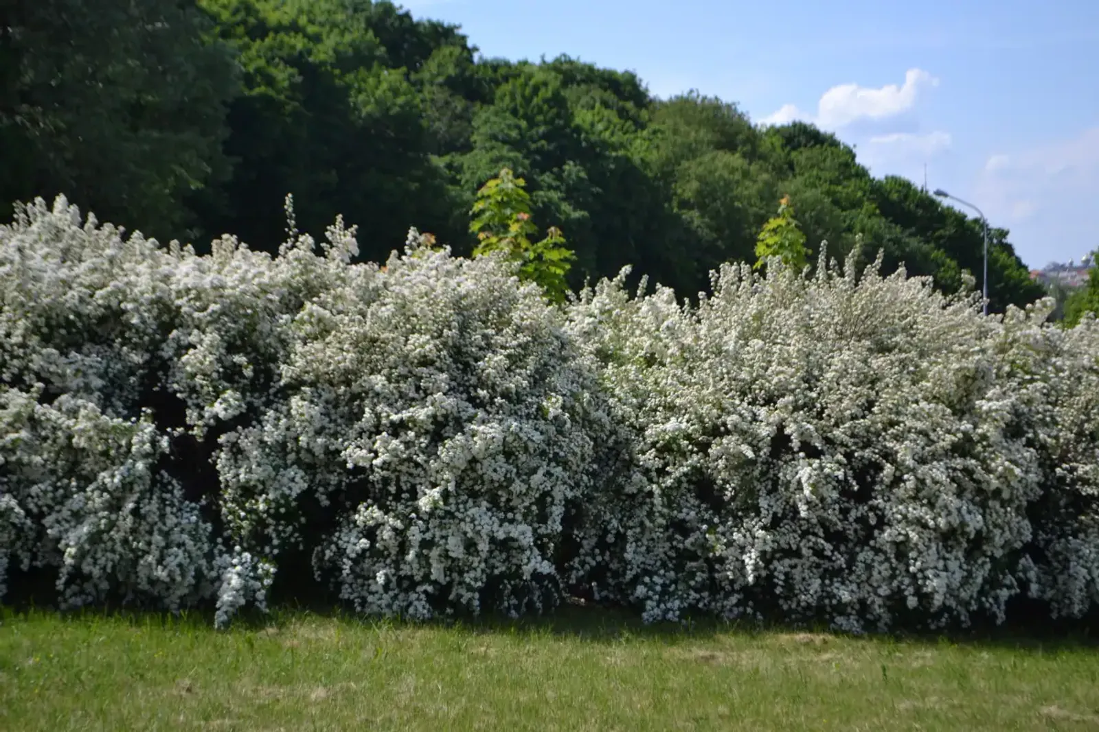 Bukettspirea, 50-80 cm — detalj 4