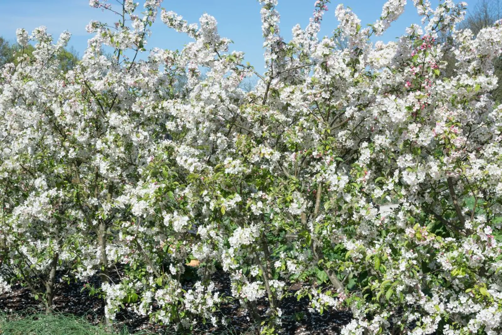 Bukettapel ung häckplanta med gröna blad, ger vita blommor och dekorativa små äpplen.