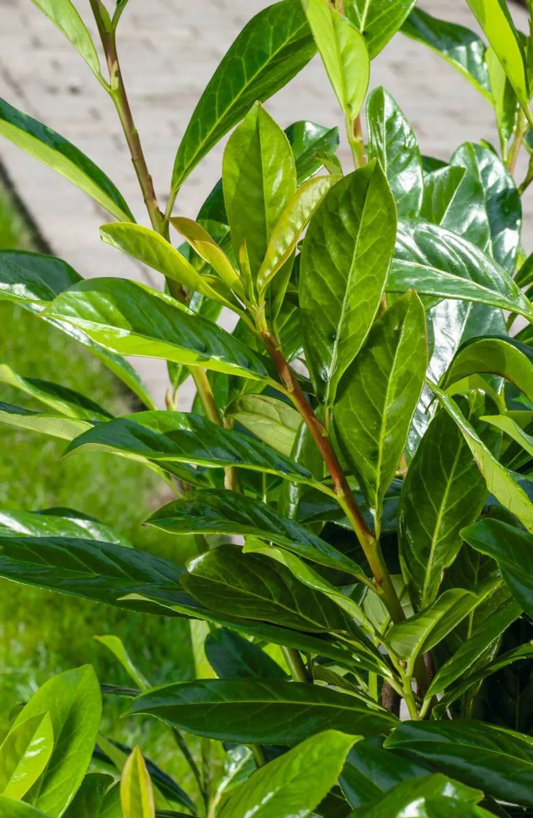 Lagerhägg 'Novita', 30-40 cm — detalj 2