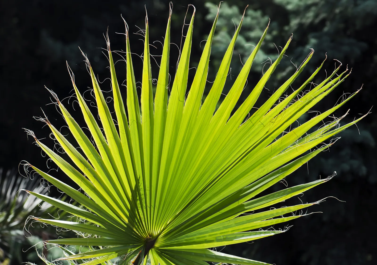 Dvärgpalm (europeisk dvärgpalm), 110/120 cm - bild 3