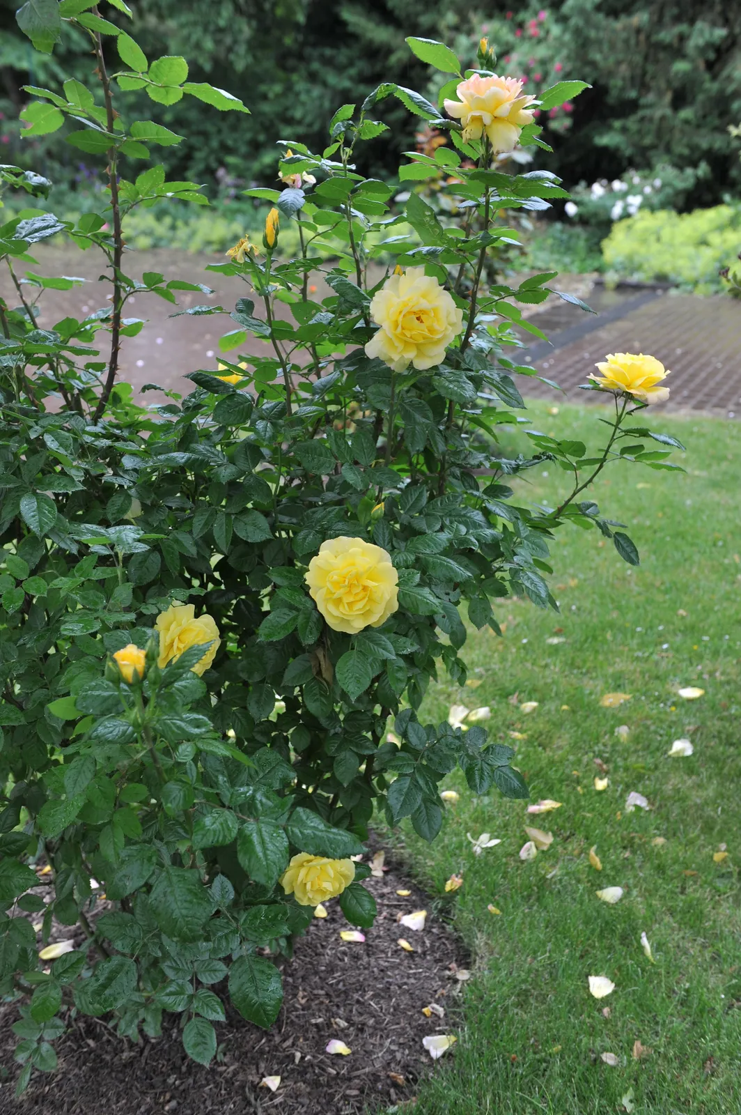 Floribundaros 'Chinatown' - bild 2