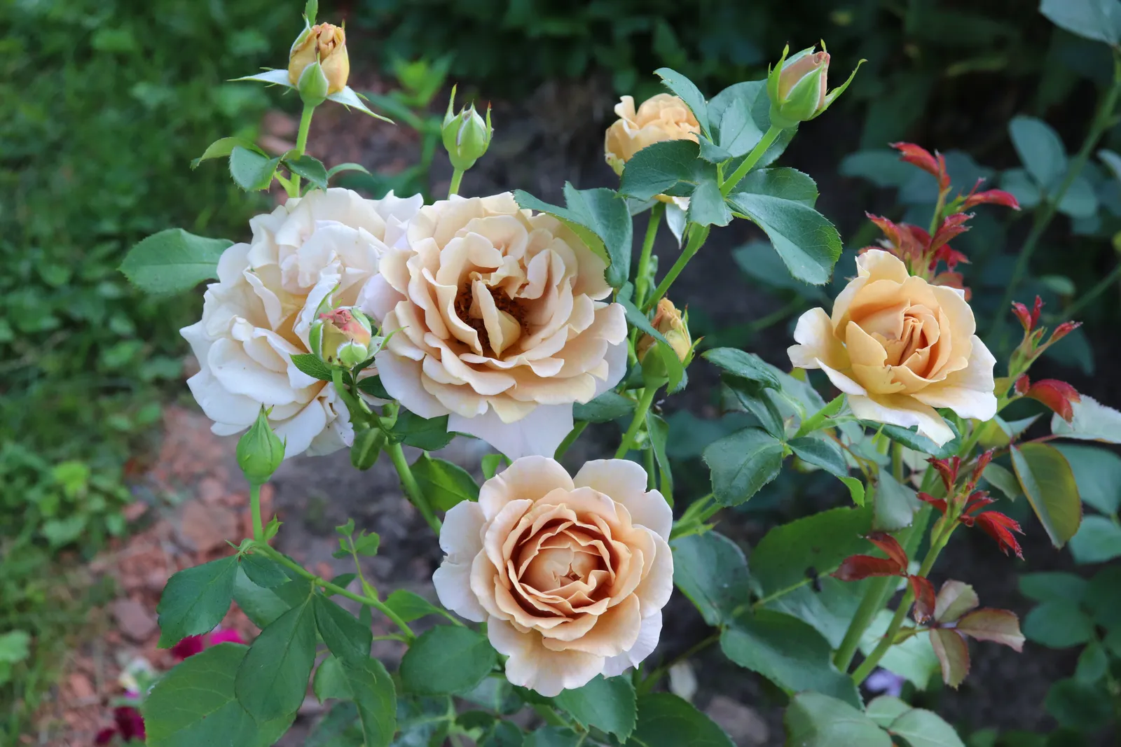 Floribundaros HONEY DIJON ('Weksproulses') - bild 2