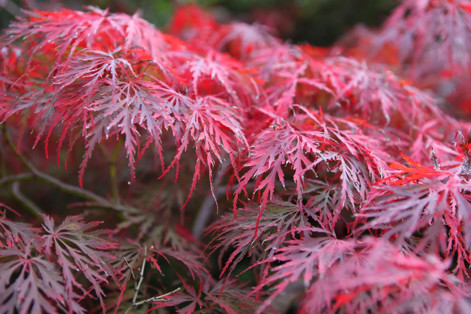 Flikbladig japansk lönn 'Garnet' - bild 3
