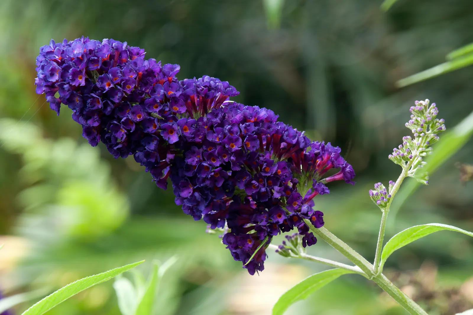Syrenbuddleja 'Black Knight' - bild 4