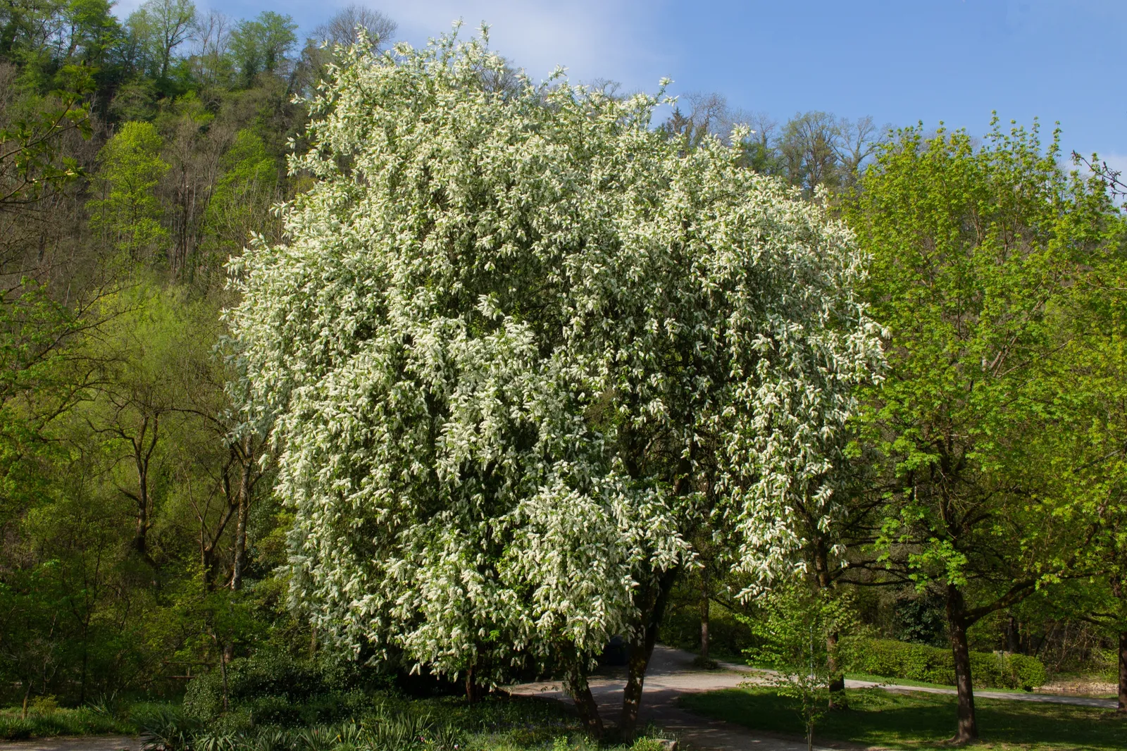 Hägg, Utr 120-175 - bild 5