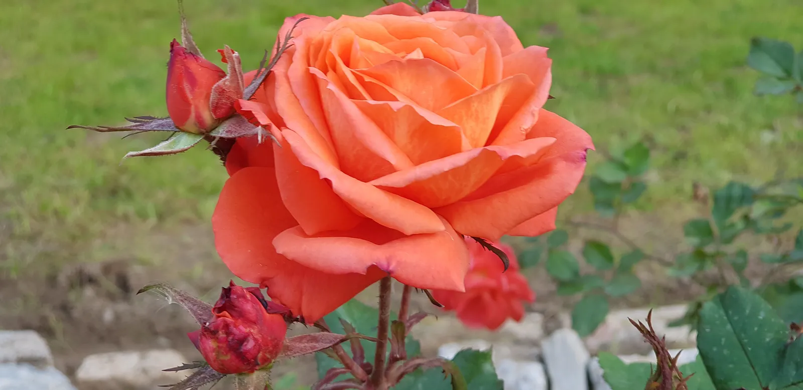 Tehybridros DRONNING INGRID ('Poulgrena'PBR) - bild 5