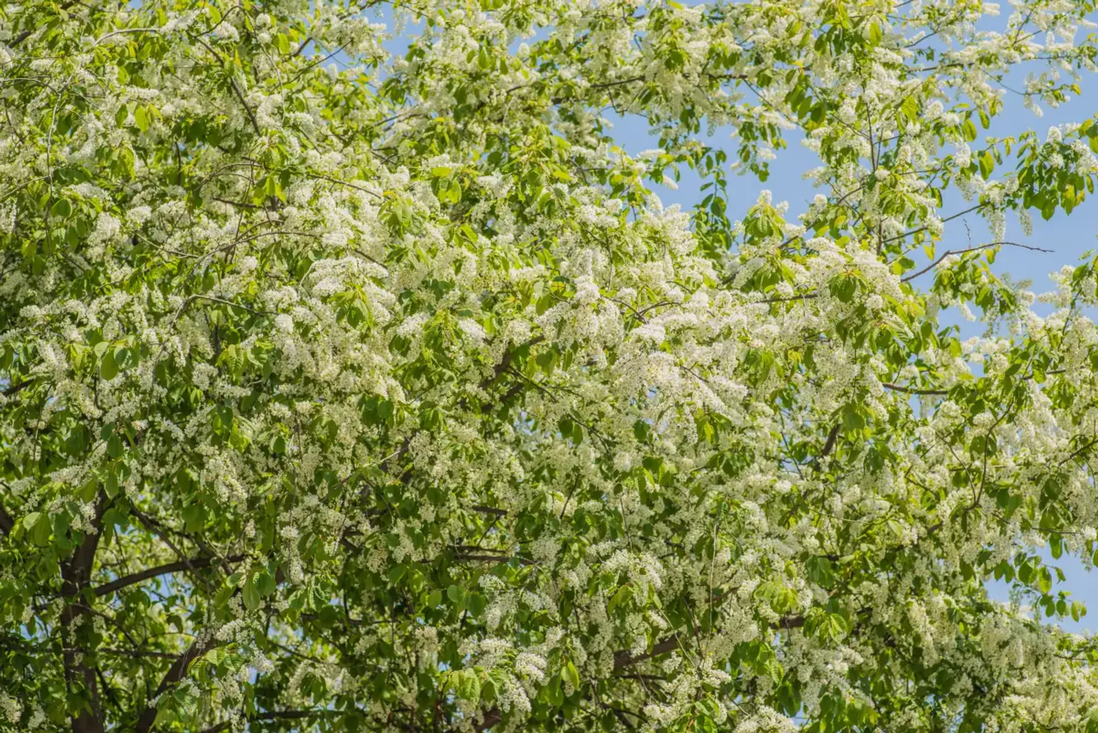 Hägg med doftande vita blomklasar på våren, ett snabbväxande träd för höga häckar.