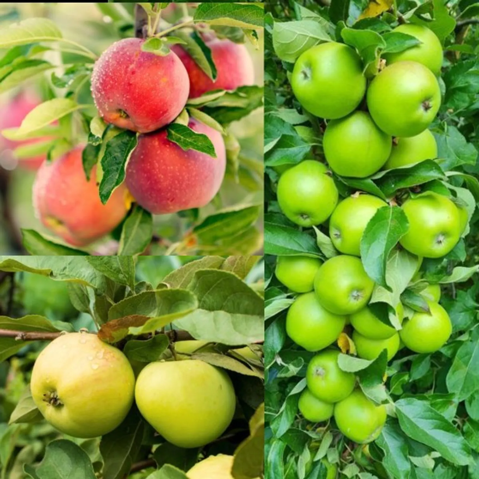 Familjeträd äpple - bild 1