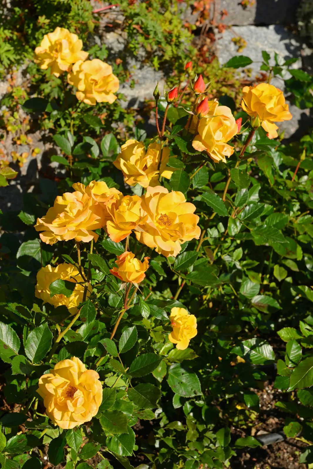 Floribundaros GOLDMARIE ('Korfalt') - bild 3