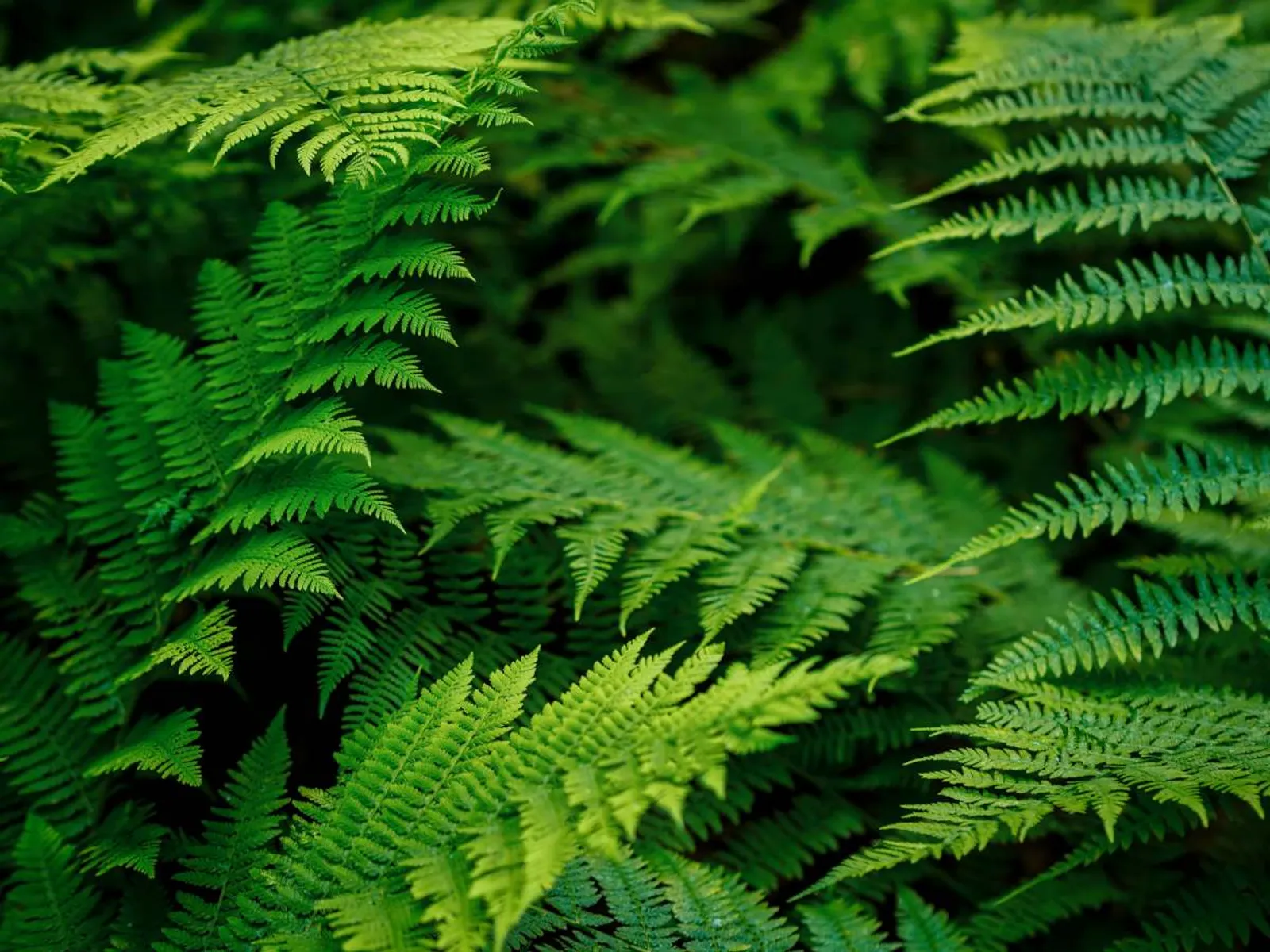 Stensöta, en grön polypody ormbunke med frodiga, delikata blad som skapar en tät och livfull växtmiljö.