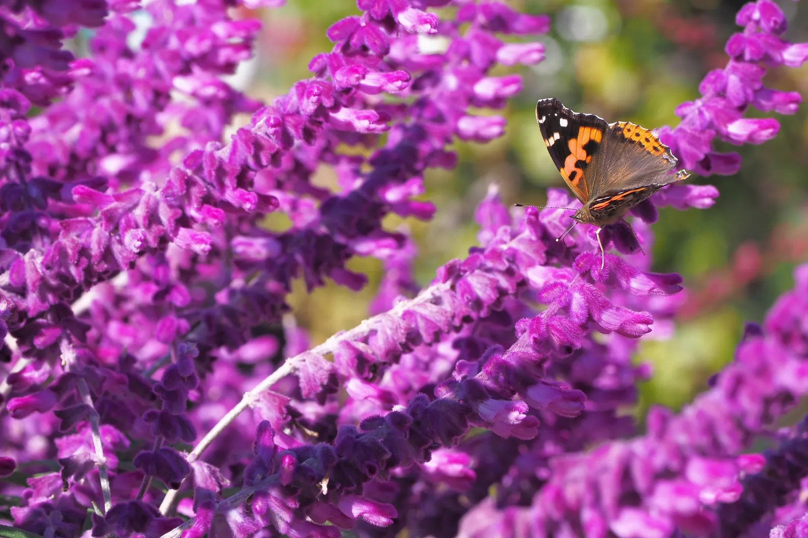Stäppsalvia 'Amethyst' - bild 5