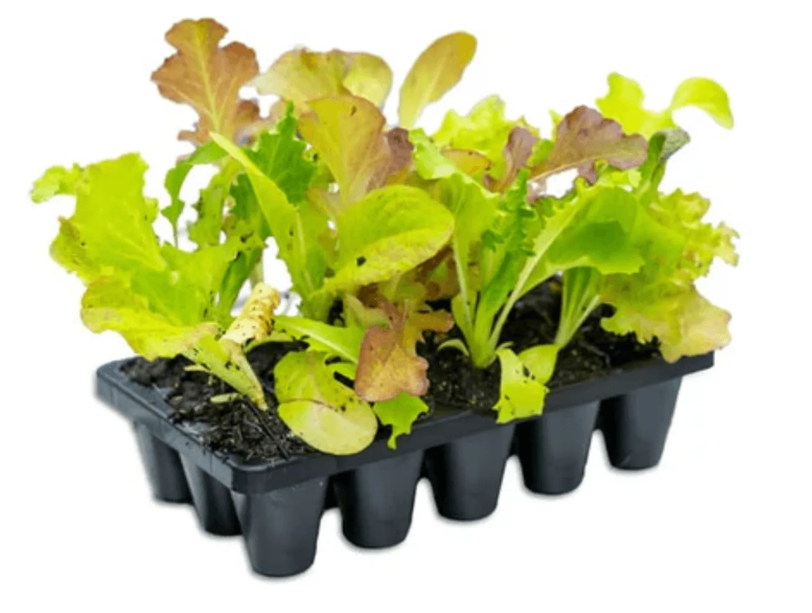 Pluggbrätte Containerwise Charles Dowding CD15 (15 celler) — detalj 4