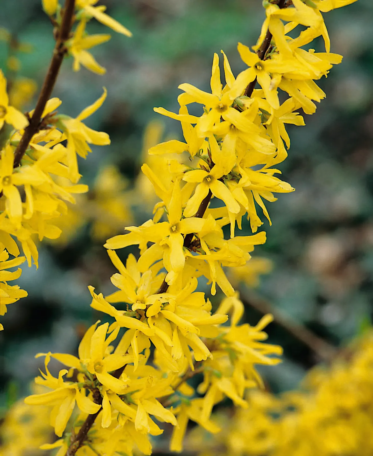 Hybridforsythia 'Lynwood', sol 125-150 cm, co/kl - bild 1