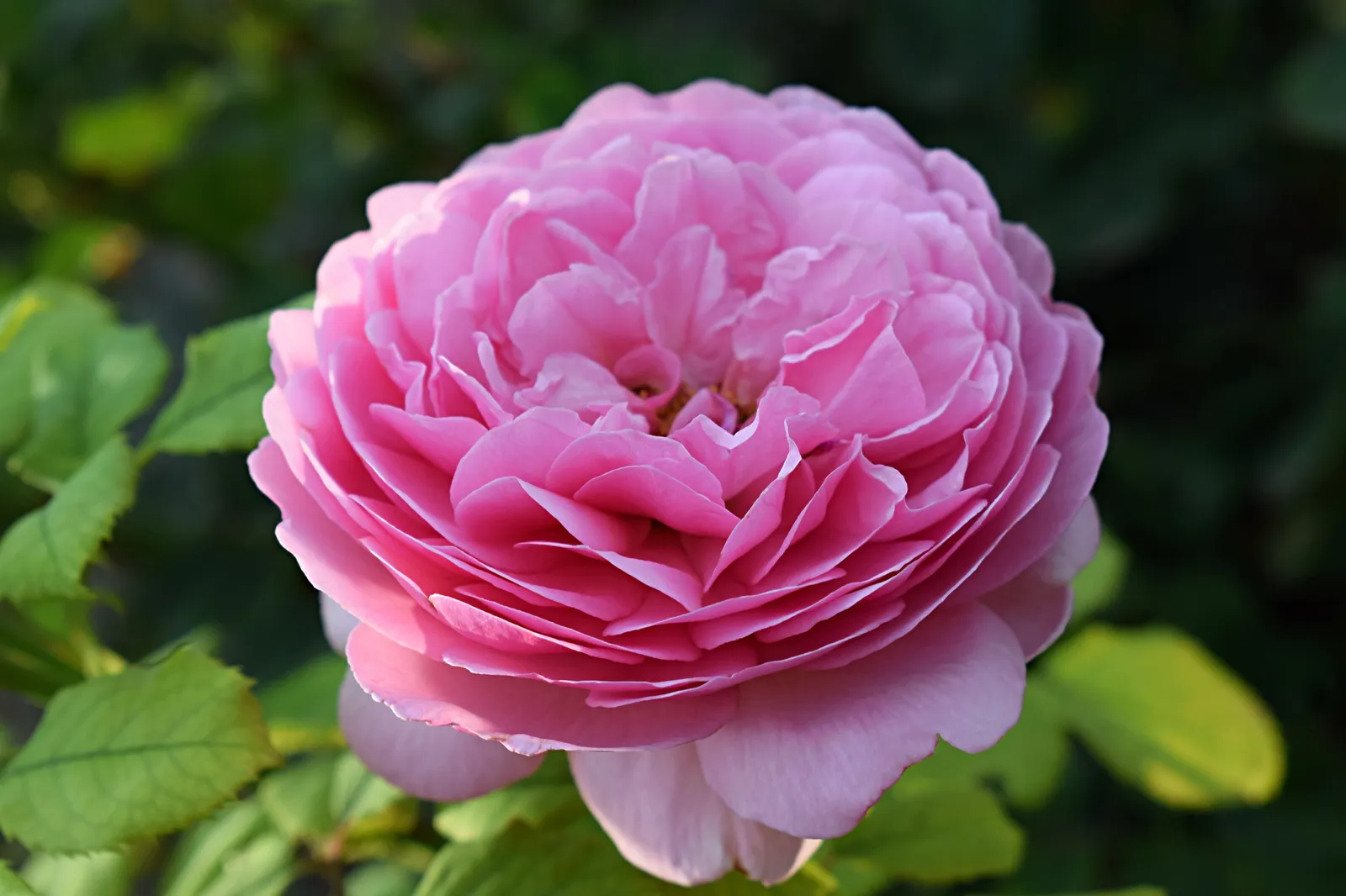 Floribundaros HOME & GARDEN ('Korgrasotra') - bild 3
