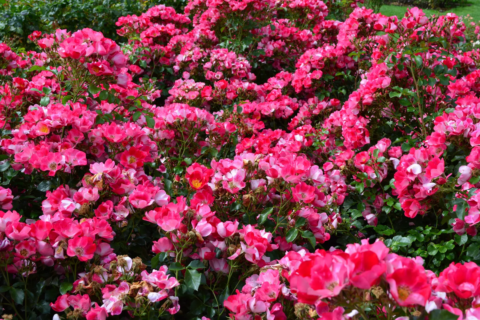 Modern buskros SOMMERMÄRCHEN ('Korpinka') - bild 3