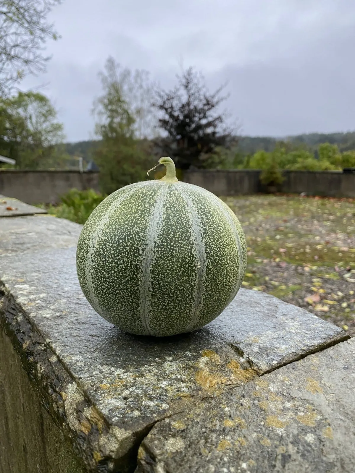 Petit Gris de Rennes melon frö med söt melon