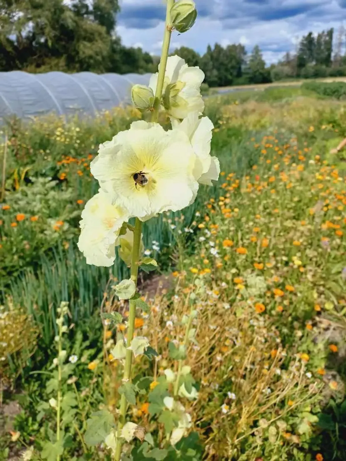 Humla i en gulvit stockros framför en blomsteräng med ringblommor och en odlingstunnel