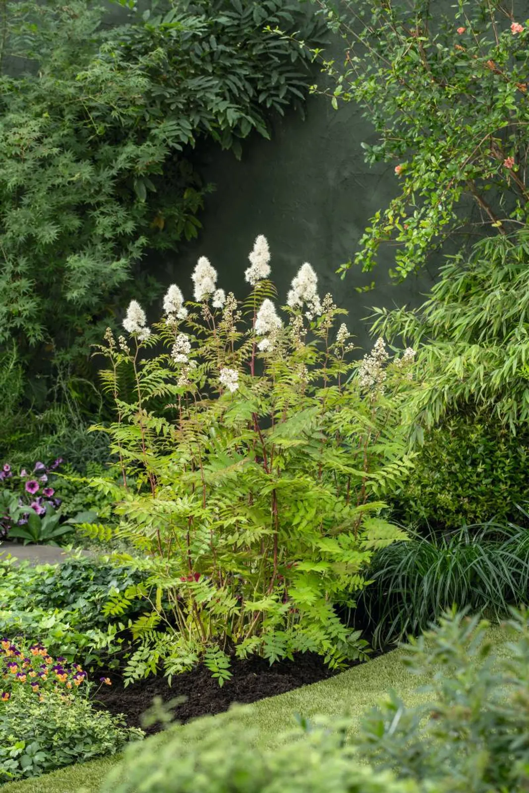 Liten rönnspirea 'Maia' med vita blommor och rönnlika blad, en kompakt och härdig buske.