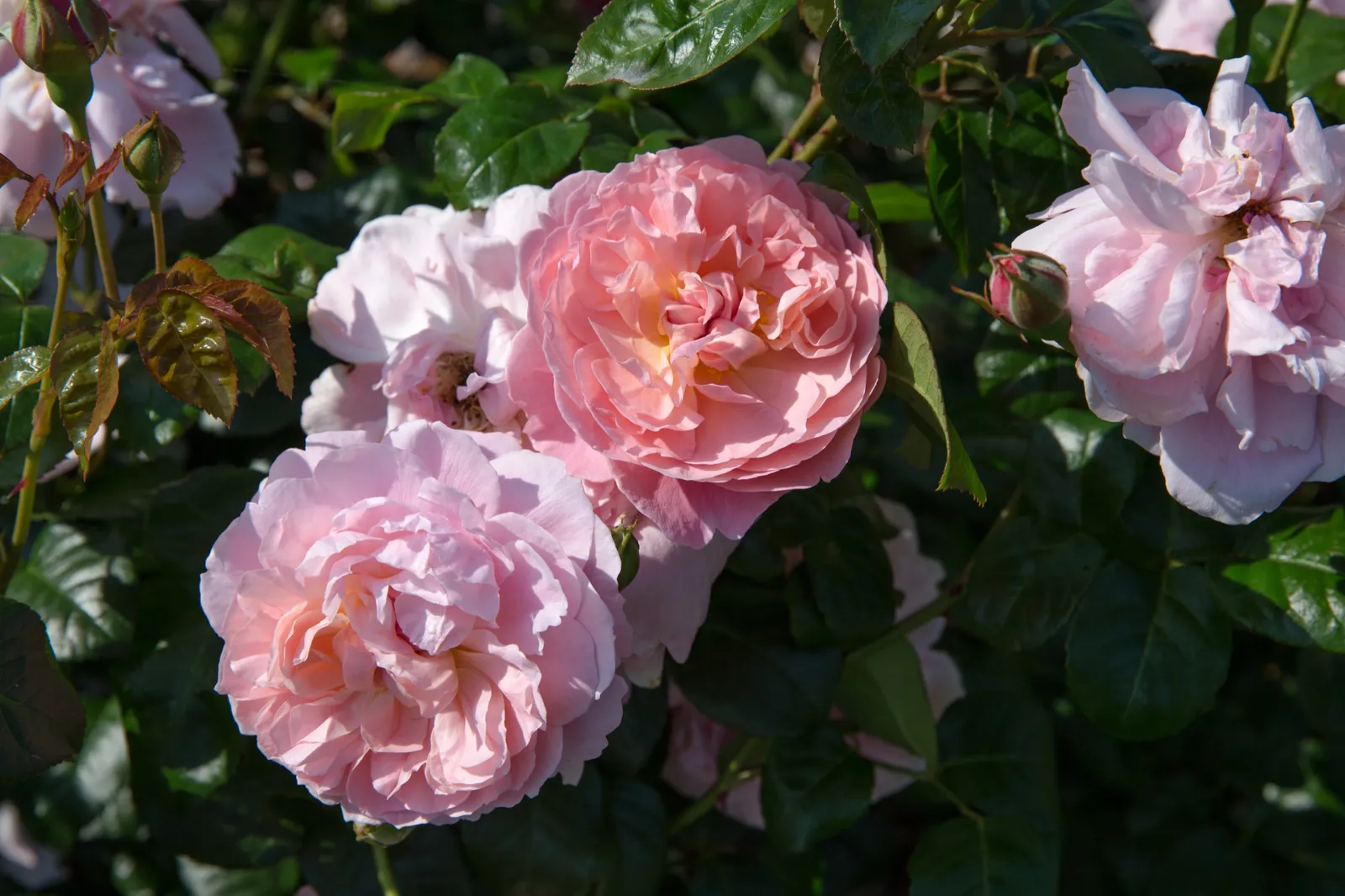 Modern buskros STRAWBERRY HILL ('Ausrimini'PBR) - bild 2