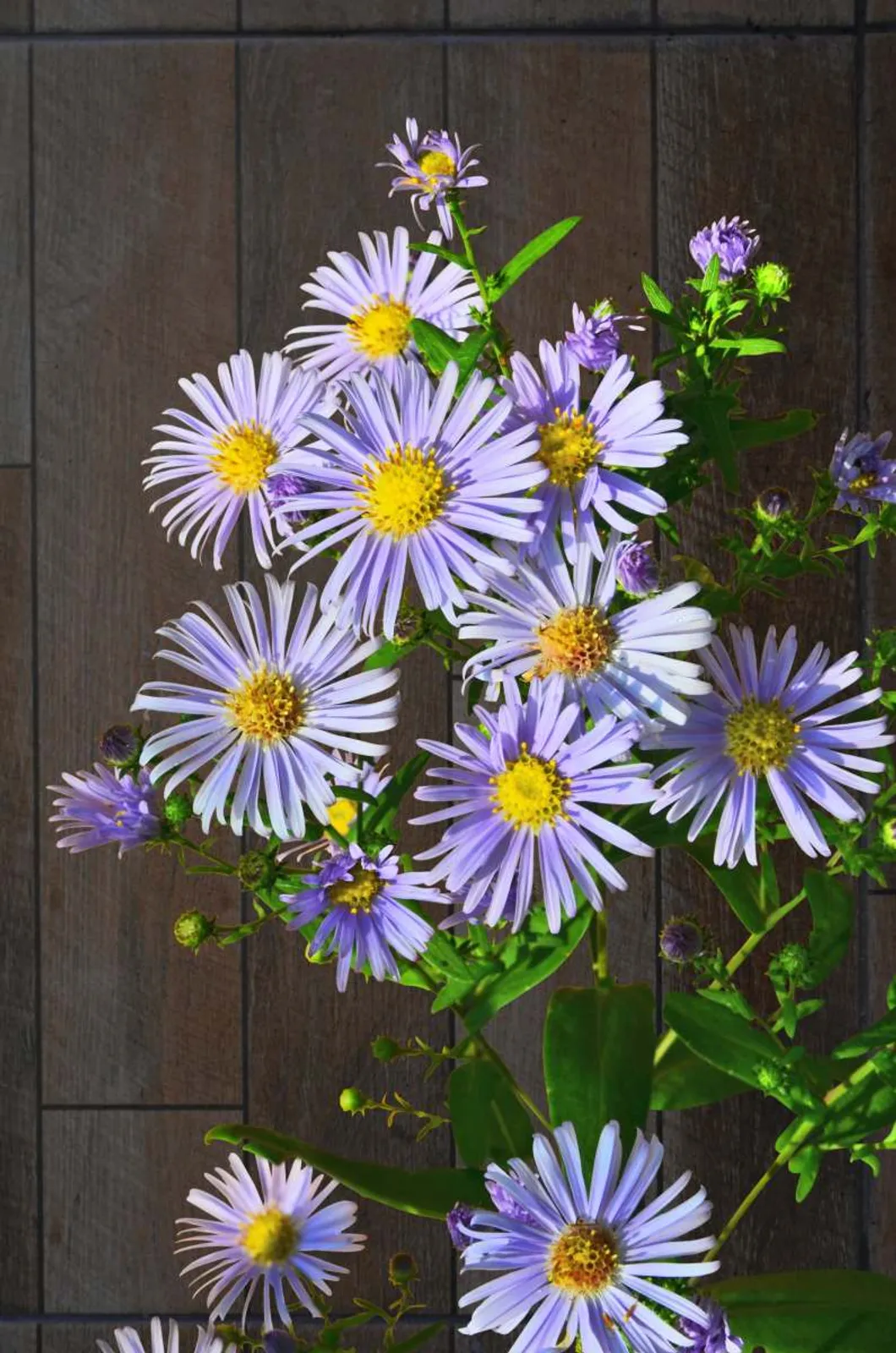 Brittsommaraster 'Axel Tallner', 3-pack — närbild