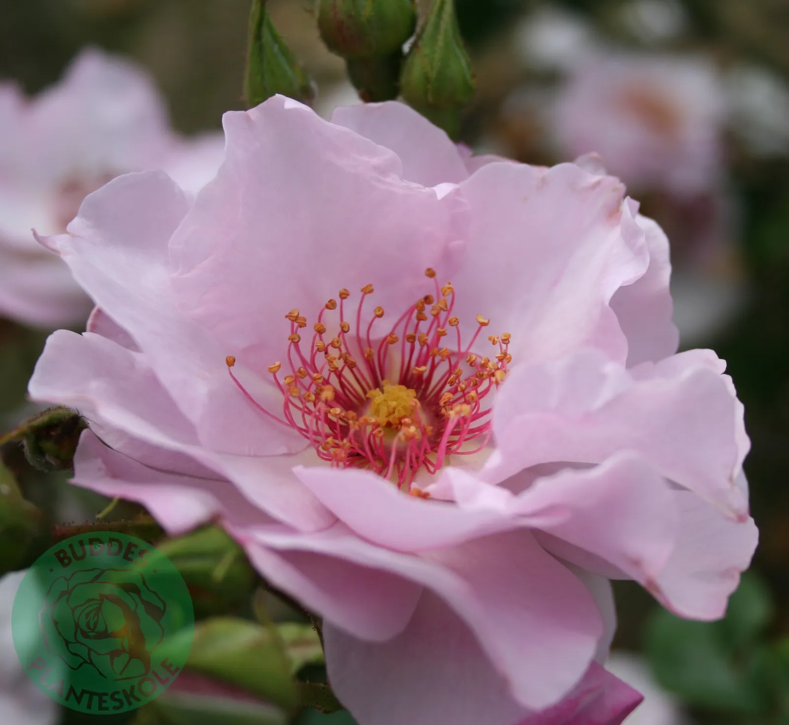 Floribundaros ODYSSEY ('Franski') - bild 1