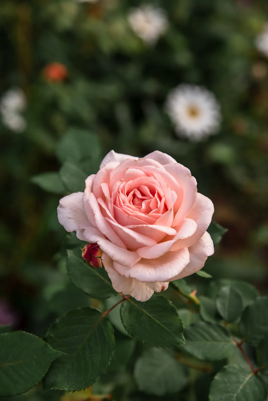 Modern buskros CLAIR RENAISSANCE® ('Poulsyng') - bild 2