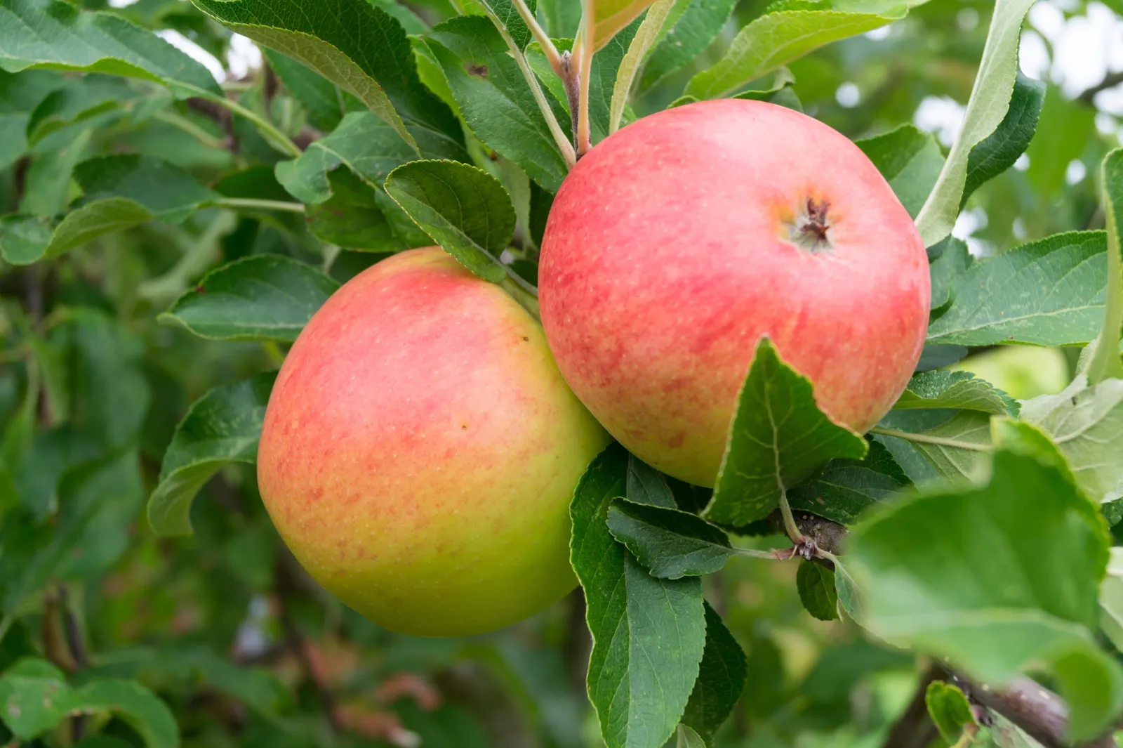 Äpple 'Rubinola'PBR - bild 2