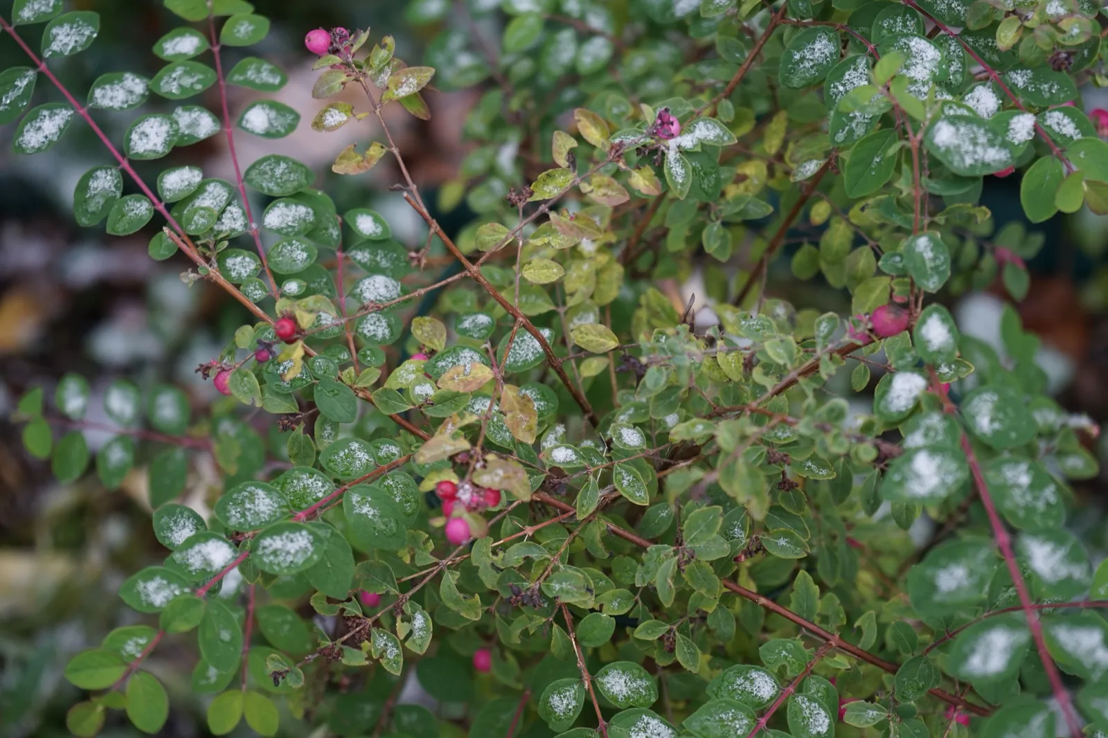 Doorenbossnöbär 'Magic Berry' - bild 3