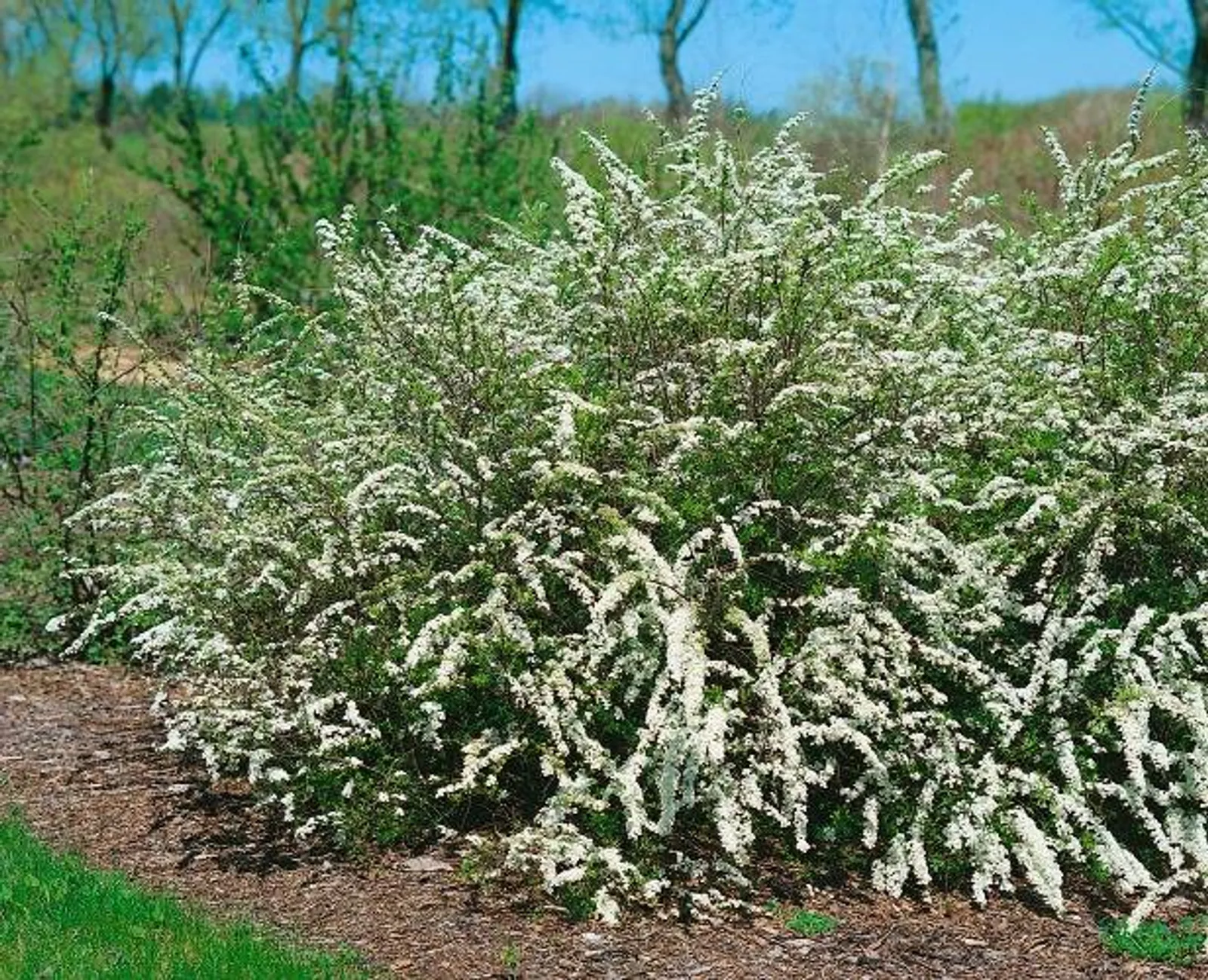 Norskspirea 'Grefsheim' ung planta, utvecklas till en rikblommande häck med vita blommor.