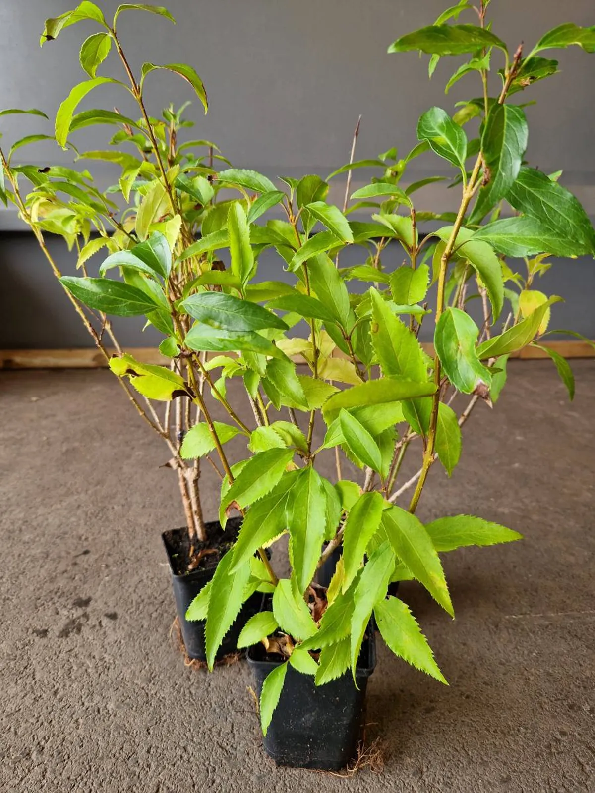 Hybridforsythia 'Freja' E, 20-40 cm — detalj 5