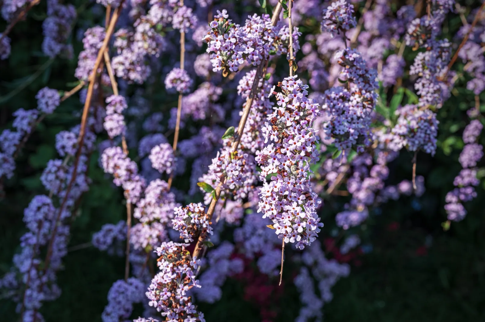 Sommarbuddleja - bild 4
