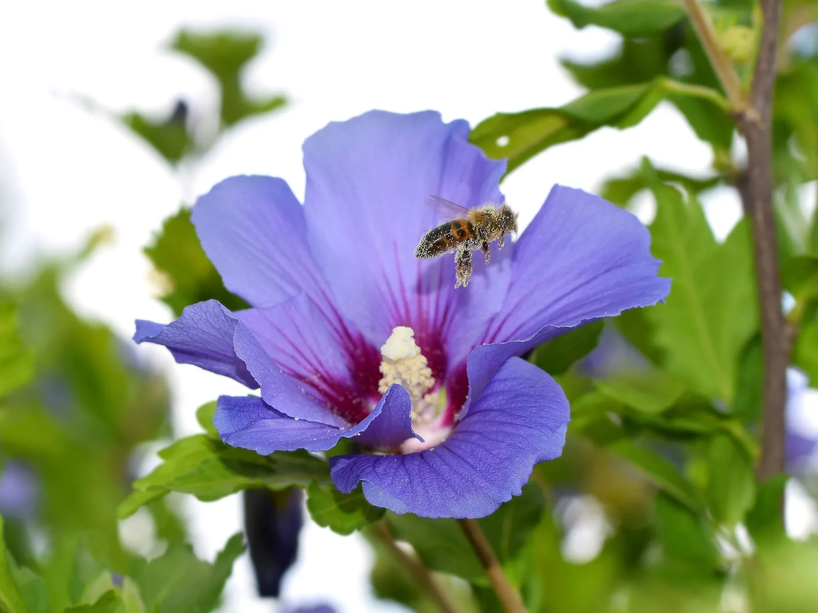 Frilandshibiskus 'Oiseau Bleu' - bild 6