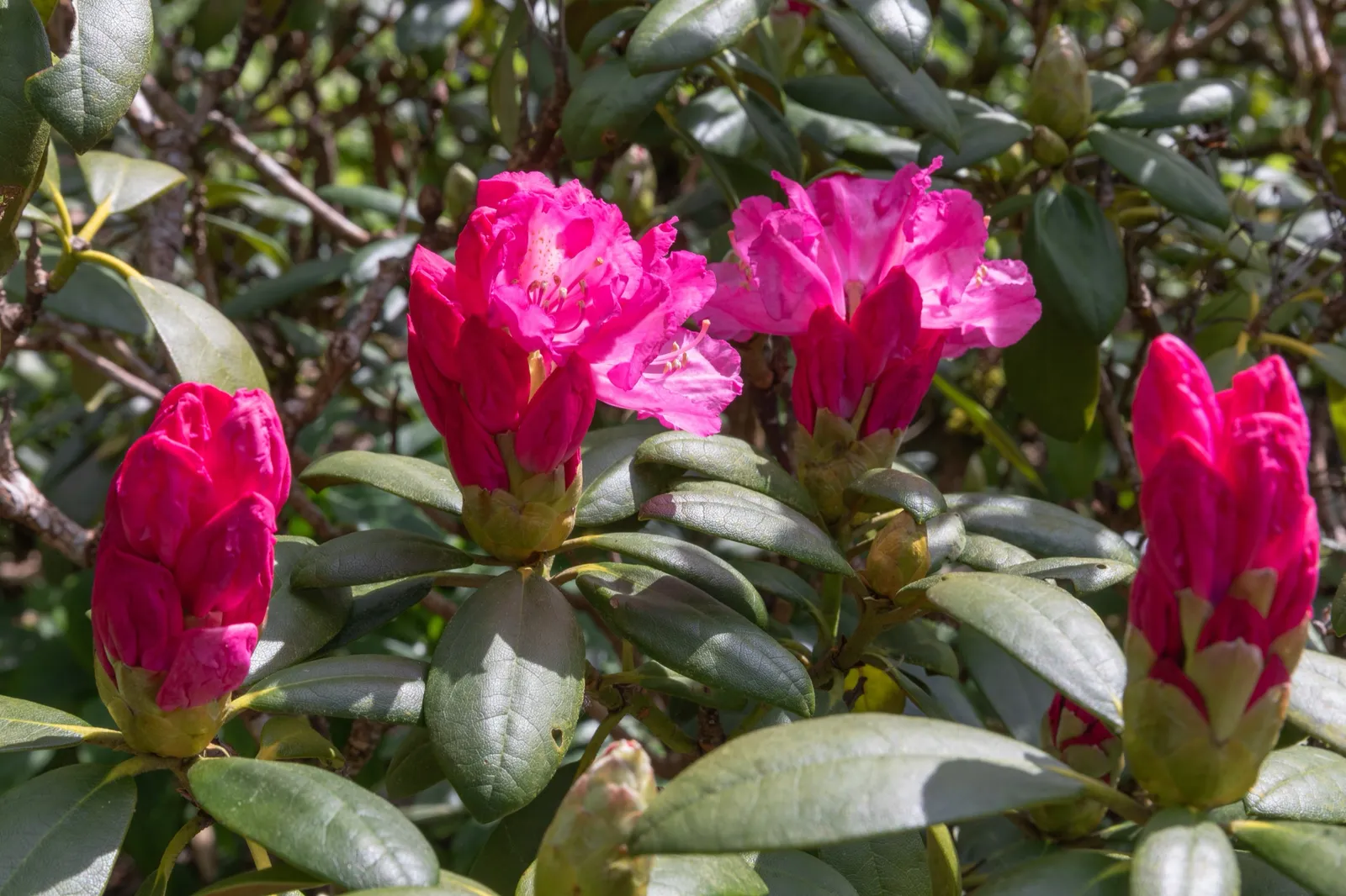 Yakushimanum-rododendron 'Polaris', 25-30 cm - bild 3