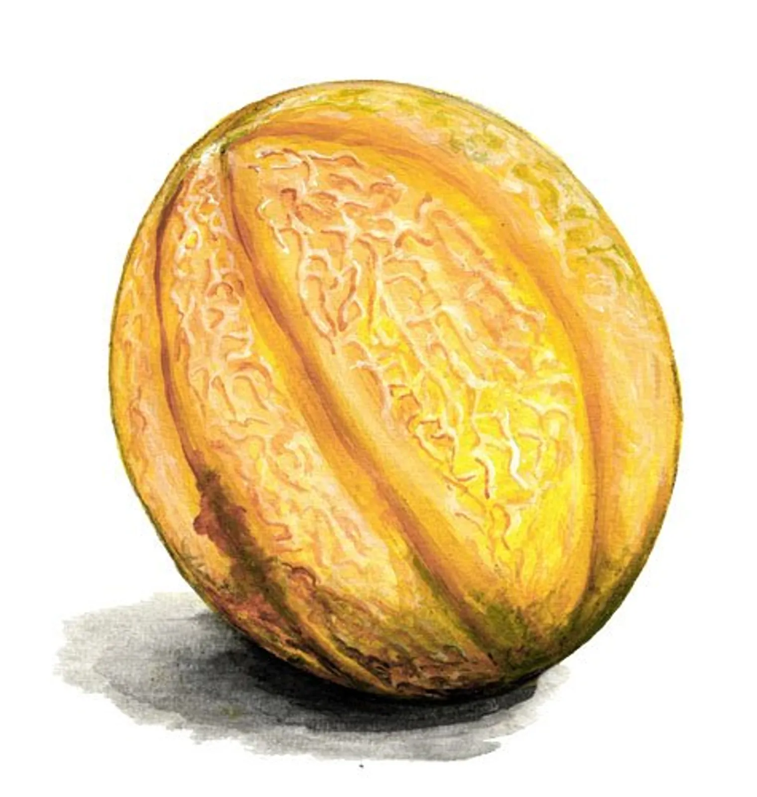 Sweet Granite kantalupemelon frö med söt melon